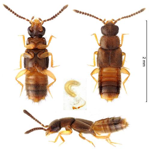 Diestota guadalupensis